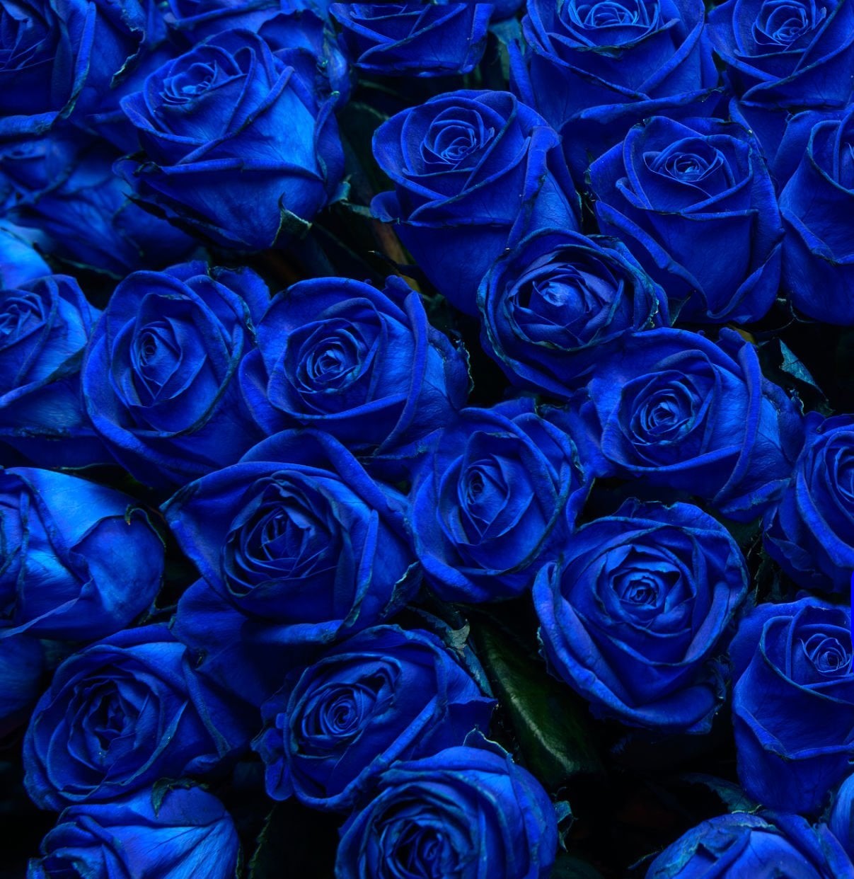 Blue Climbing Rose Seeds